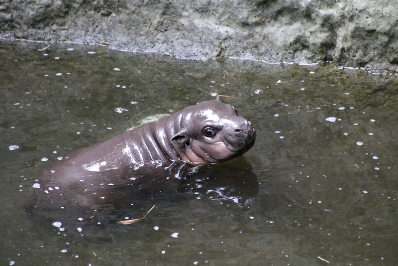 Illustration for article titled This Baby Pygmy Hippo Is the Cutest Thing on Planet Earth (No Arguing Please)